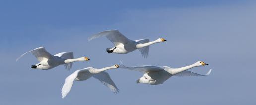 http://syskb.com/wp-content/uploads/2008/12/migration1.jpg